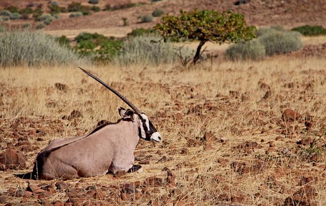 176 Damaraland, etendenka mountain camp, oryx.JPG